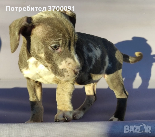 питбул, снимка 10 - Питбул - 52775499