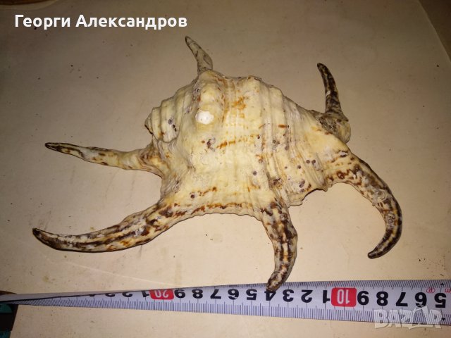 ОГРОМЕН ТРОПИЧЕСКИ РАПАН от ИНДИЙСКИЯ ОКЕАН За КОЛЕКЦИЯ ДЕКОРАЦИЯ