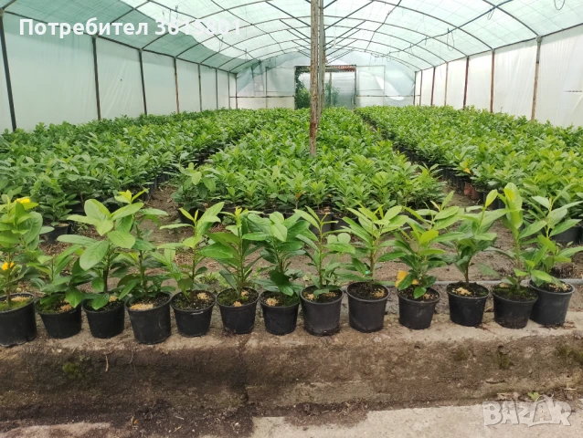 Лавровишна новита 4лв, снимка 6 - Градински цветя и растения - 51303378