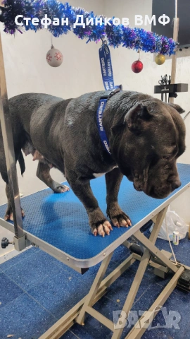 Американско були , снимка 4 - Американски стафордширски териер - 53535322