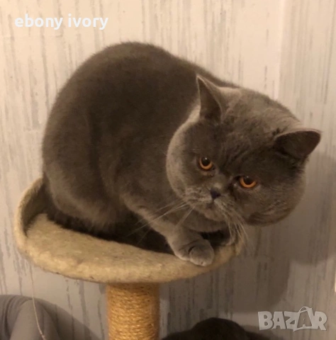 Мъжки късокосмест британски котарак предлага заплождане на женски , снимка 6 - Британска късокосместа - 53141990