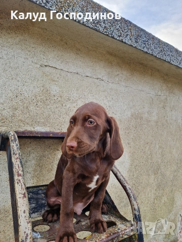 Продавам кученца, снимка 2 - Други - 53426117