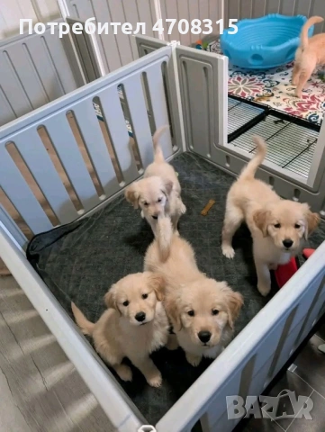 Голдън ретривър момче 