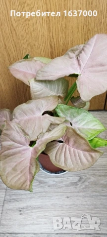 Розов сингониум , снимка 1
