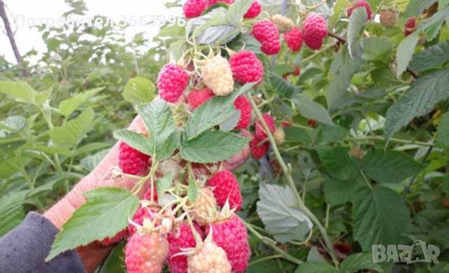 Продавам елитен разсад ягоди и малини , снимка 6 - Разсади - 39922116