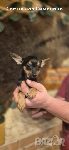 Мини померански шпиц и 2 бр пинчери, снимка 3 - Пинчер - 52832815