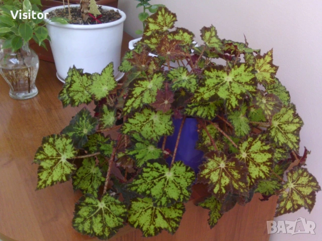 дигитална камера 50 МРх, снимка 12 - Фотоапарати - 53036932