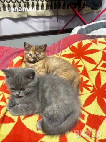 Британска късокосместа, снимка 2 - Британска късокосместа - 52310510