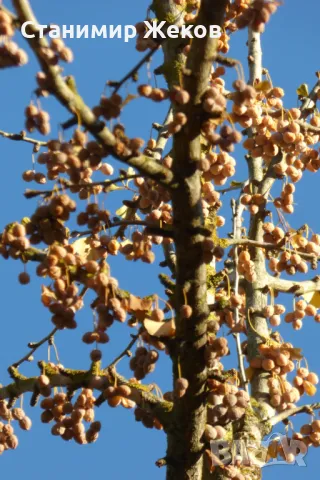 Гинко билоба, снимка 3 - Сортови семена и луковици - 48004432