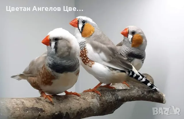 Продавам изложбени зеброви амадини , снимка 9 - Амадини - 46700240