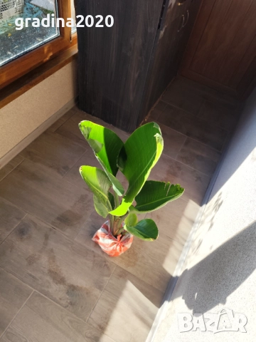 Стрелиция Николай (Strelitzia nicolai), снимка 5 - Разсади - 52907808