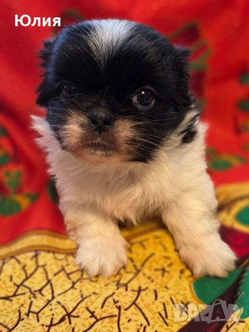 Японски хин