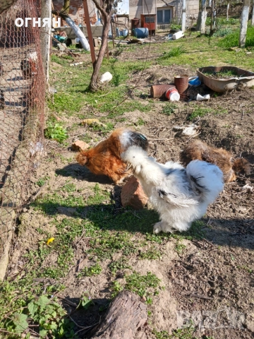 Свободни  копринки