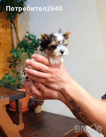 Бивер йоркширски териер (Biewer-Yorkie), снимка 2 - Йоркширски териер - 53409225