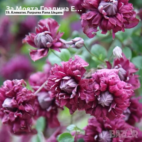 Клематис 2 , снимка 4 - Градински цветя и растения - 49761035