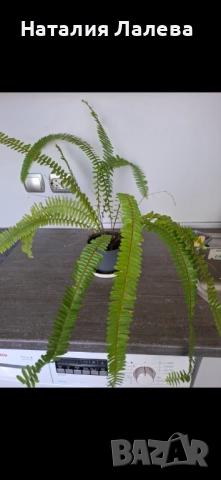 Папрат, Nephrolepis