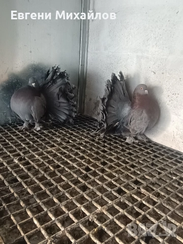 Фенерлии , снимка 17 - Гълъби - 53045490