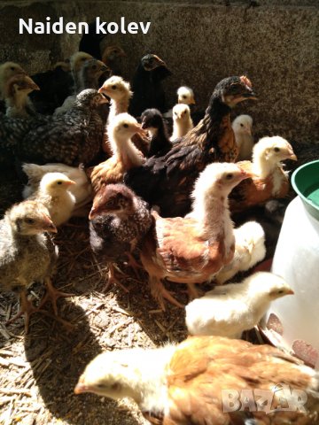 Пилета, еднодневни Бройлери и пъдпъдъци, снимка 3 - други­ - 32977740