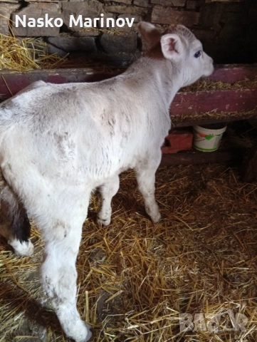 На трето теле с 14-15л мляко, снимка 5 - Крави - 53568405