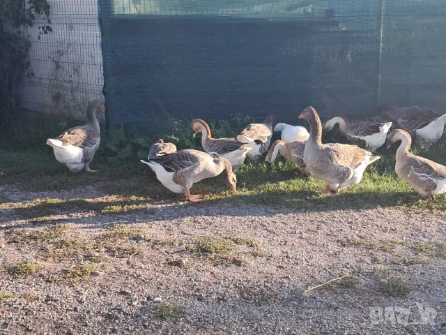 Продавам гъски и патици, снимка 3 - Патици и гъски - 49680390