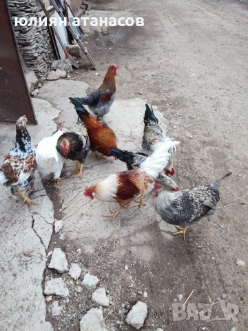 Продавам петли, снимка 2 - Кокошки и пуйки - 51911056