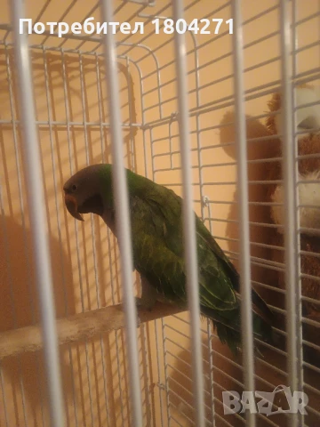 Китайски Александър , снимка 5 - Папагали - 51292952