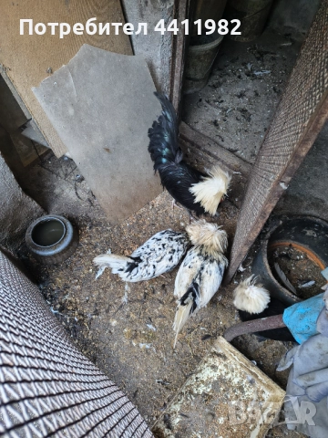 Продавам порода холандски кокошки, млади, четири двойки , снимка 6 - други­ - 52900126