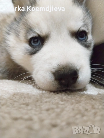 Продавам кученца Хъски 🐾, снимка 2 - Хъски - 53594890