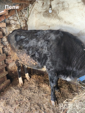 Продавам юница, снимка 4 - Крави - 52846644