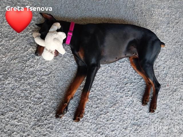 Чистокръвни доберманчета, снимка 2 - Доберман - 52678560