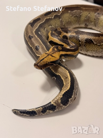 късоопашат питон, снимка 2 - Змии - 52619628