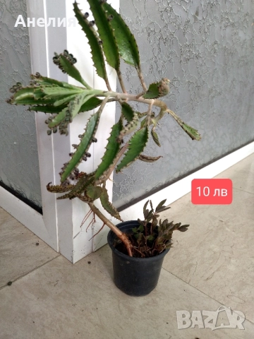 Лечебно каланхое майка на милиони , снимка 3 - Стайни растения - 51650784