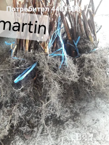 Разсад ягоди и малини , снимка 7 - Разсади - 49497193