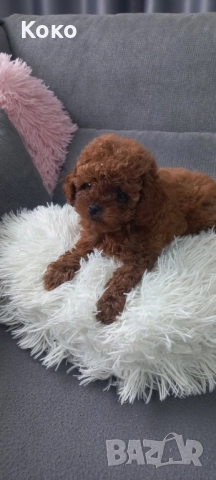 Той пудел/Тийкъп, снимка 4 - Пудели - 51938291