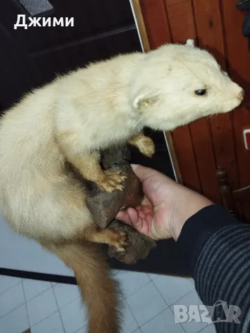 препарирана самур белка, снимка 1