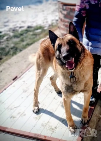 Белгийски овчарка Малиноа, снимка 9 - Белгийска овчарка - 53034429