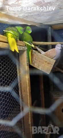 свобадни, снимка 7 - Папагали - 52853846