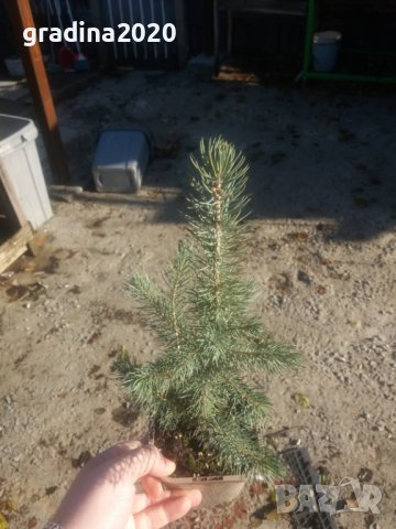 Сребрист смърч (Picea pungens), снимка 14 - Градински цветя и растения - 29531057