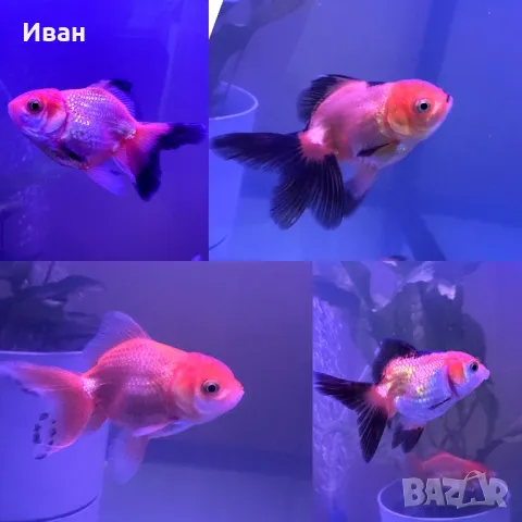 Златни Оранда рибки, снимка 1