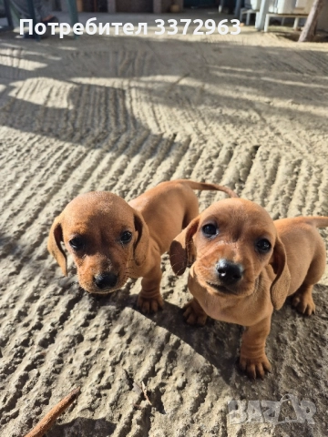 Чистокръвни Дакели , снимка 1