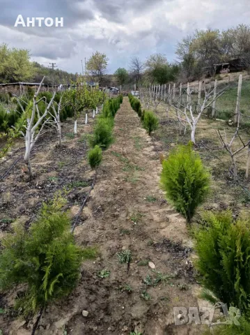Вечнозелена Бързоразстяща Източна Туя / Thuja orientalis /, снимка 5 - Градински цветя и растения - 34168506
