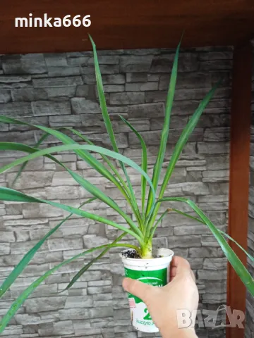 Студоустойчева градинска юка., снимка 3 - Градински цветя и растения - 47603077