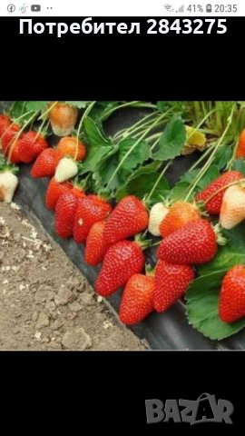 продавам разсад ягоди, снимка 3 - Сортови семена и луковици - 39922208