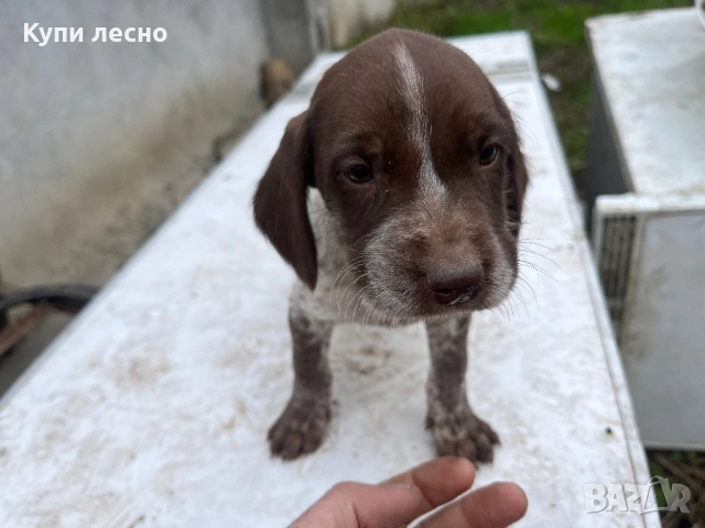 Кученца за трюфели , снимка 12 - Други - 51565937