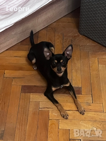 Продавам пинчер чихуахуа, снимка 5 - Пинчер - 52595802