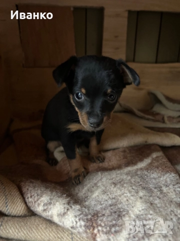 Кученца мини пинчер, снимка 2 - Пинчер - 52846872