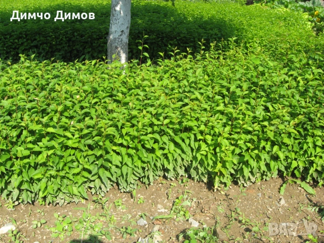 Продавам подложки махалебка и джанка, снимка 6 - Сортови семена и луковици - 52732245