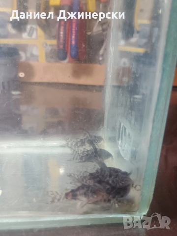 сом Коридорас (тигрово сомче), снимка 8 - Рибки - 53299050