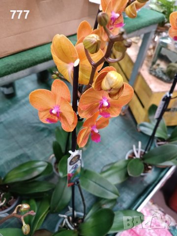 орхидеи , снимка 3 - Стайни растения - 43765955