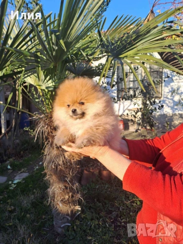 Продавам померан 